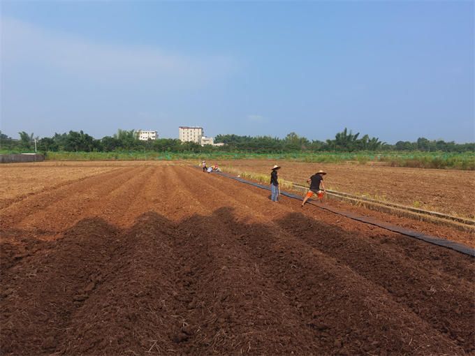 甜玉米基地